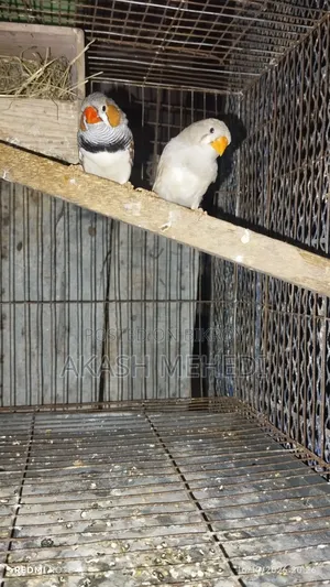 One Pair of Finches