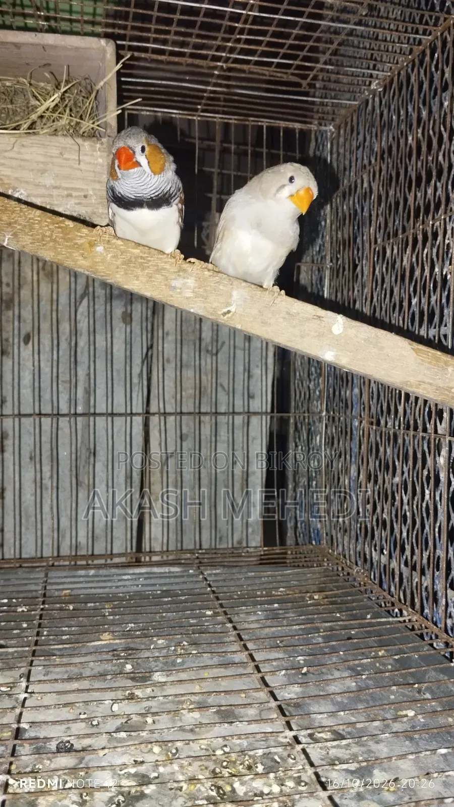 One Pair of Finches
