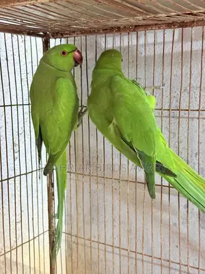 Indian Ringneck Parrot