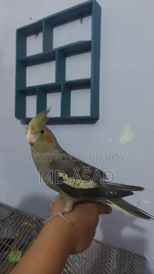 1 Piece Female Grey Cockatiel