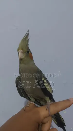 1 Piece Female Grey Cockatiel
