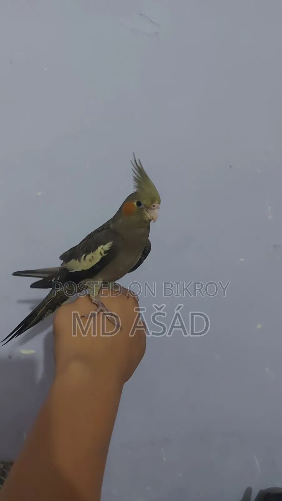 1 Piece Female Grey Cockatiel