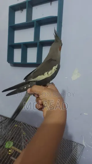 1 Piece Female Grey Cockatiel