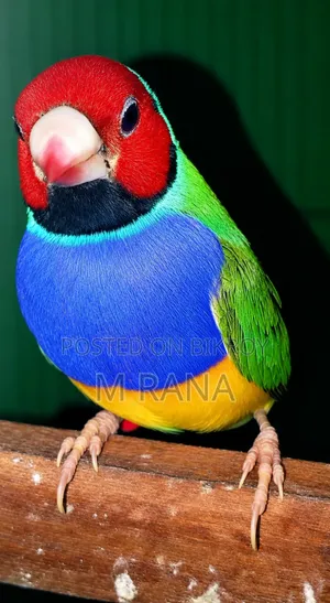 গোল্ডিয়ান মেল
