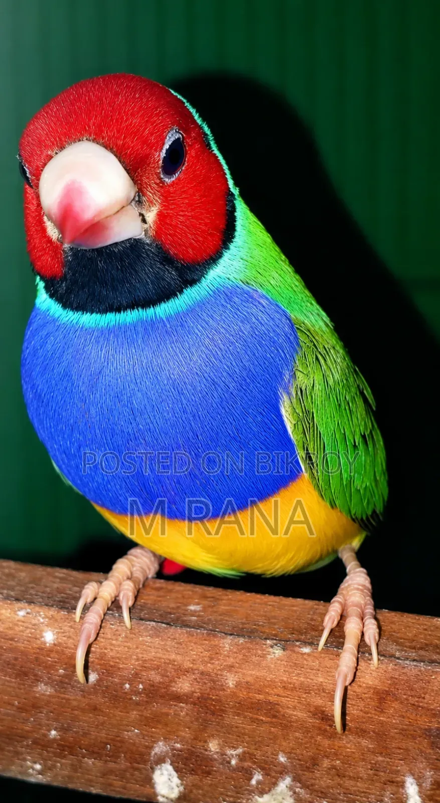 গোল্ডিয়ান মেল