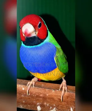 গোল্ডিয়ান মেল