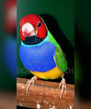 গোল্ডিয়ান মেইল