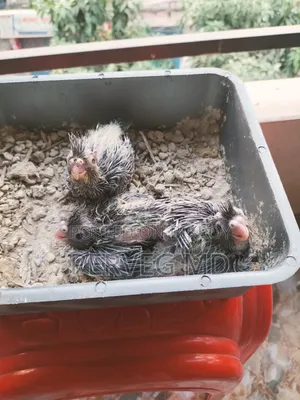 Tamed Size Baby Cockatiel