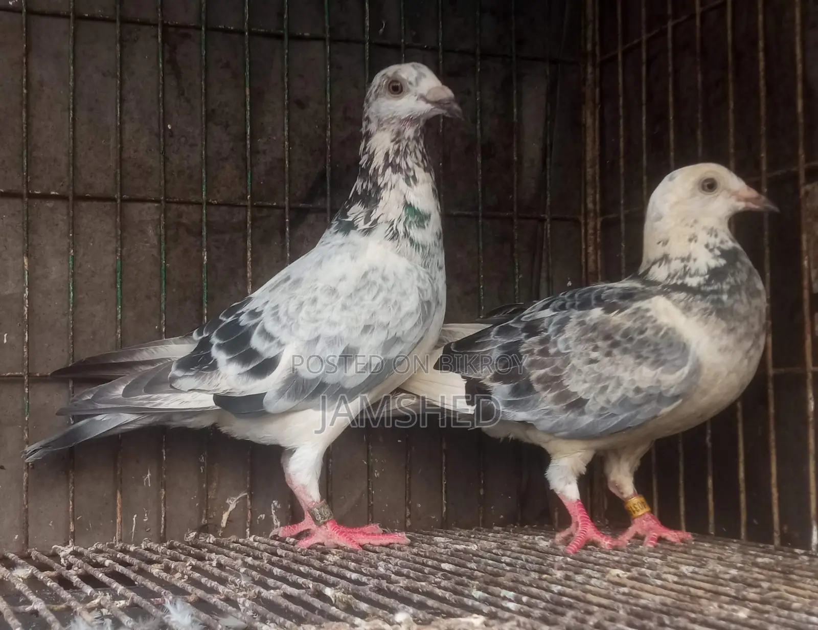 Running Pigeons