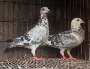 Running Pigeons