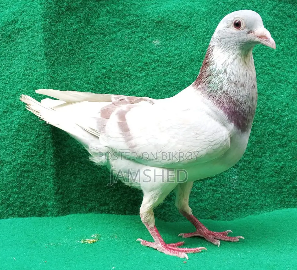 Running Pigeons