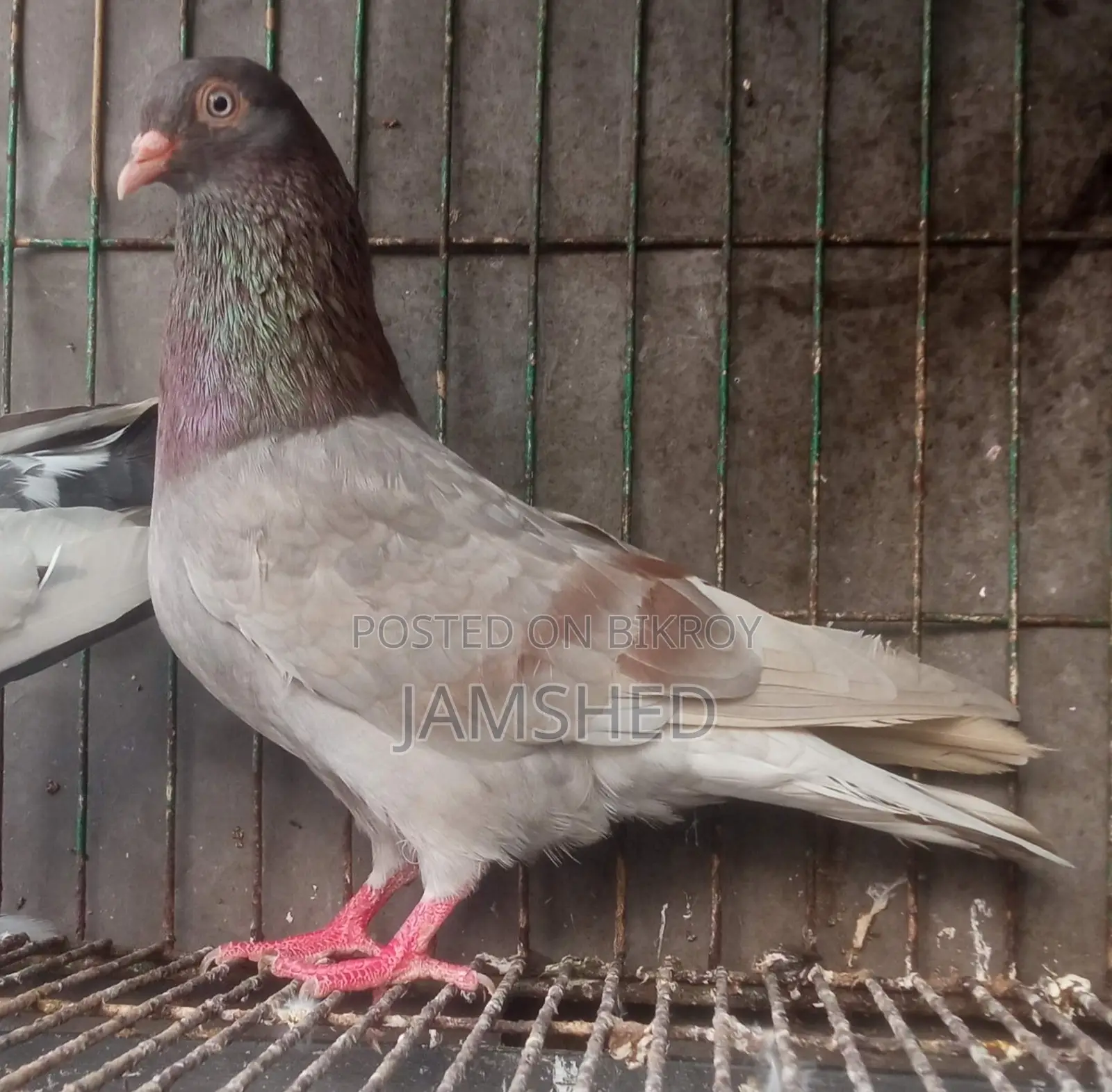 Running Pigeons
