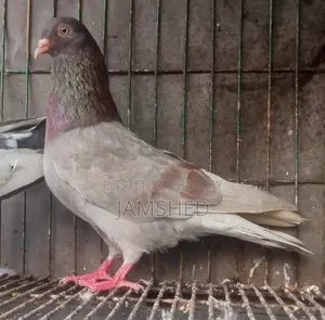 Running Pigeons