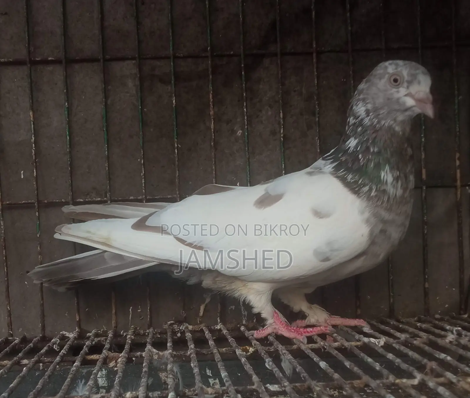 Running Pigeons