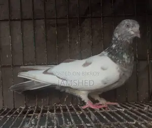 Running Pigeons