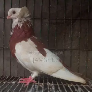 Running Pigeons