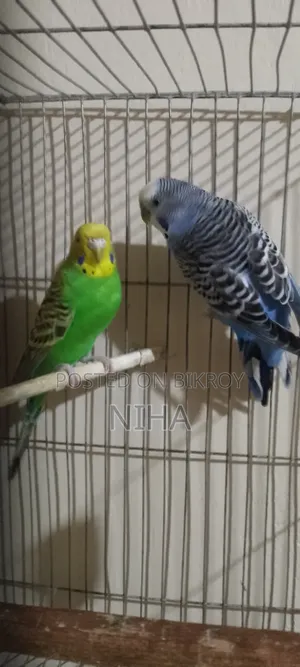 budgerigars