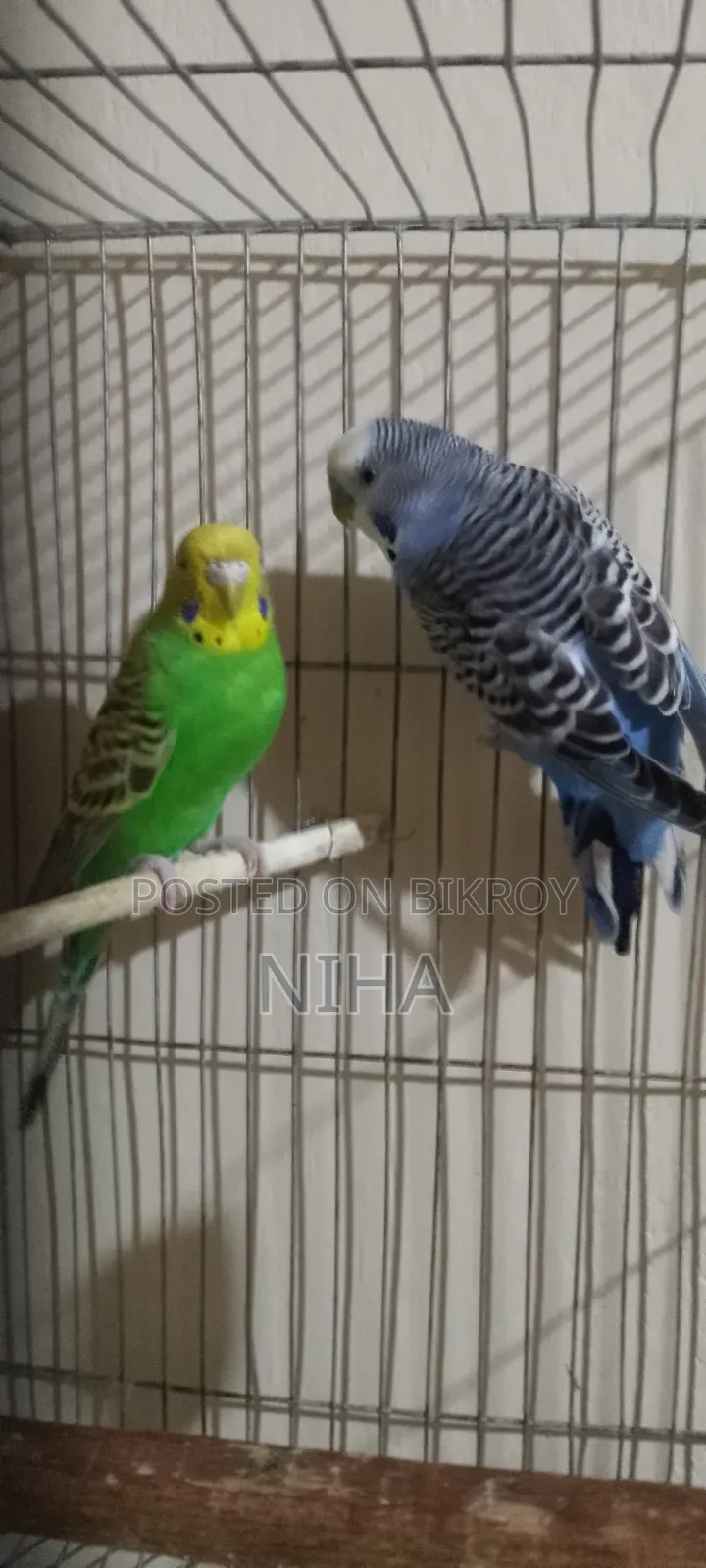 budgerigars