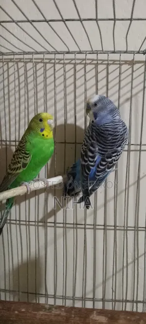 budgerigars
