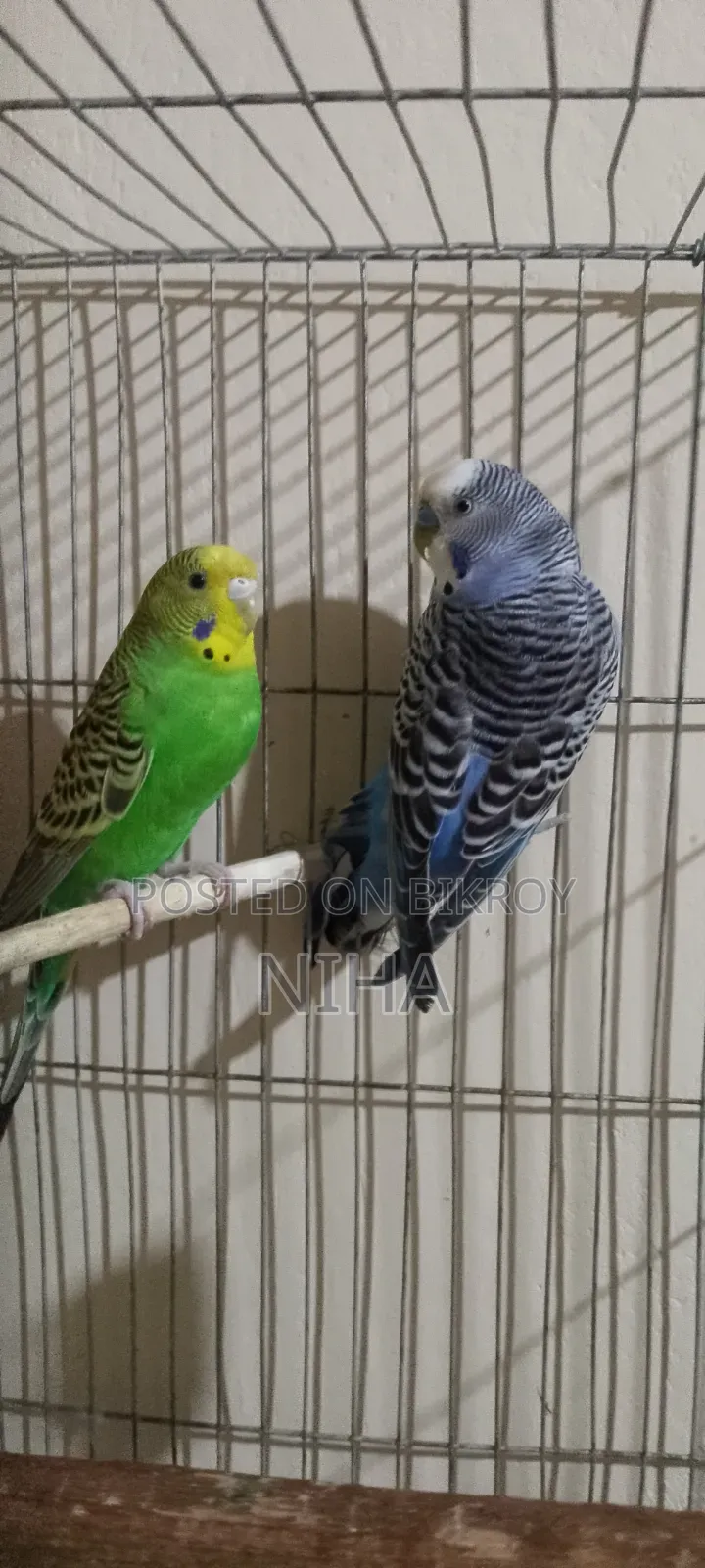 budgerigars