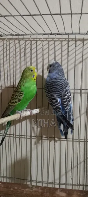 budgerigars