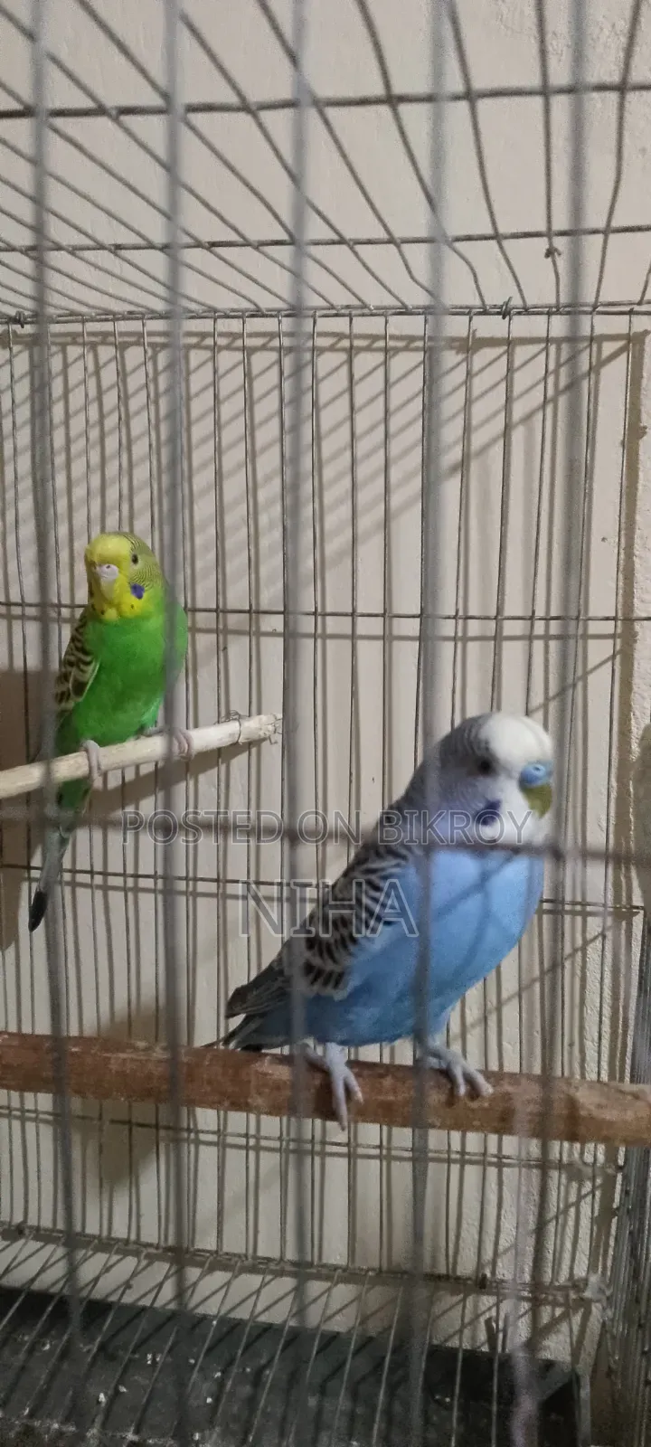 budgerigars