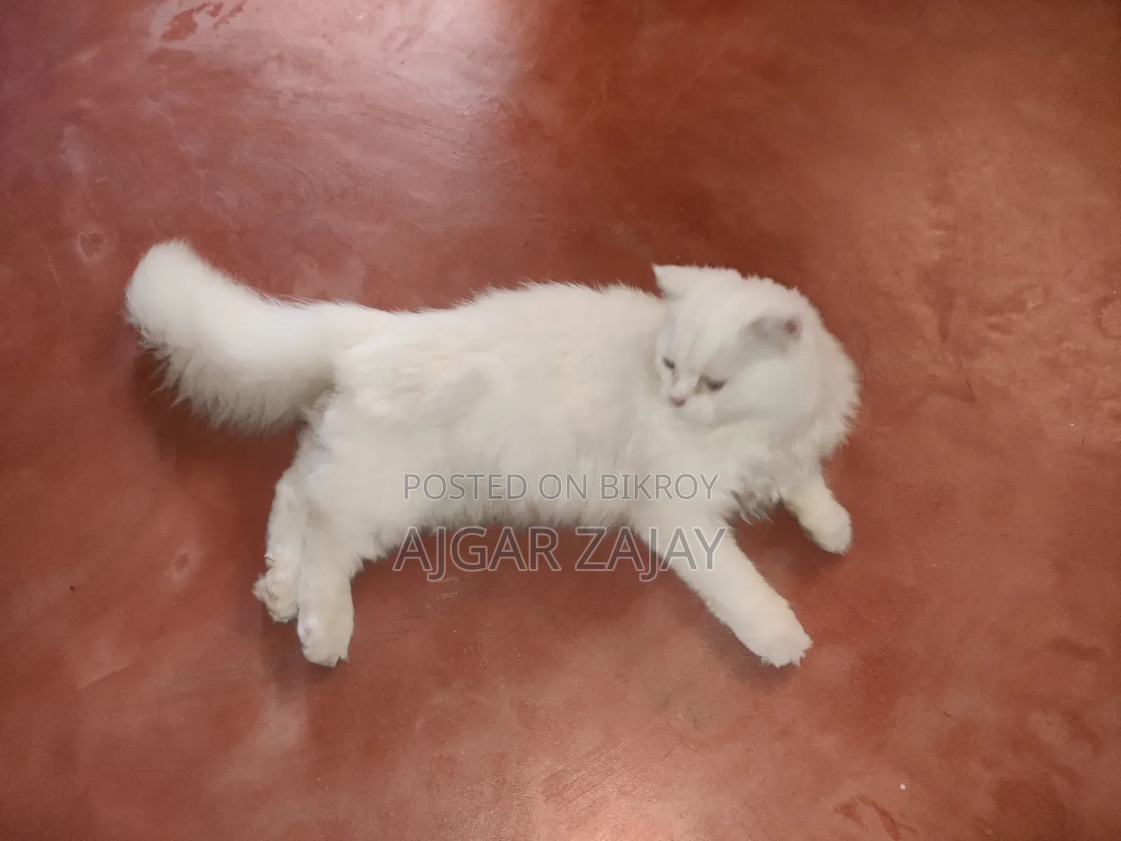 3-6 months Male Purebred Persian