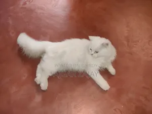 3-6 months Male Purebred Persian