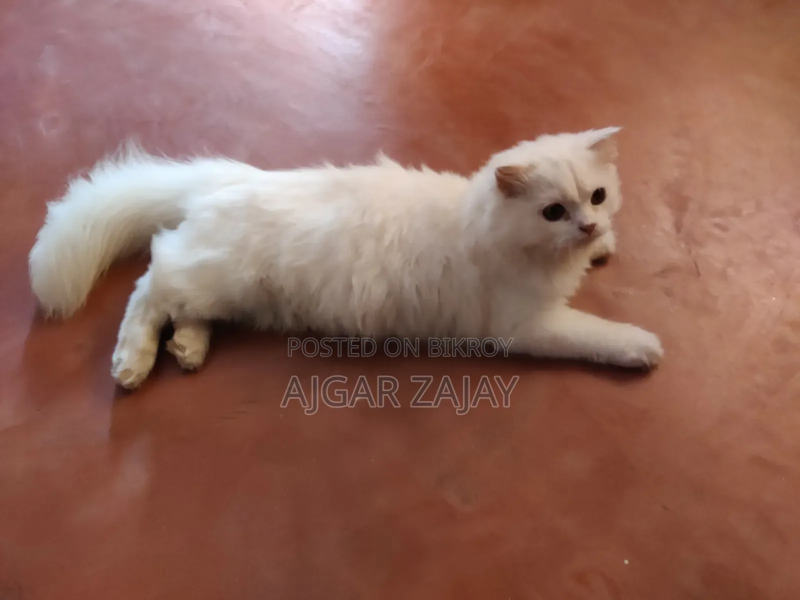 3-6 months Male Purebred Persian