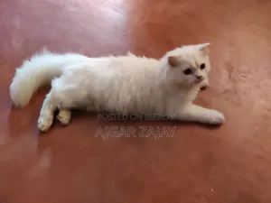 3-6 months Male Purebred Persian