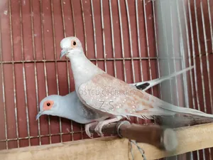 ডায়মন্ড ঘুঘু