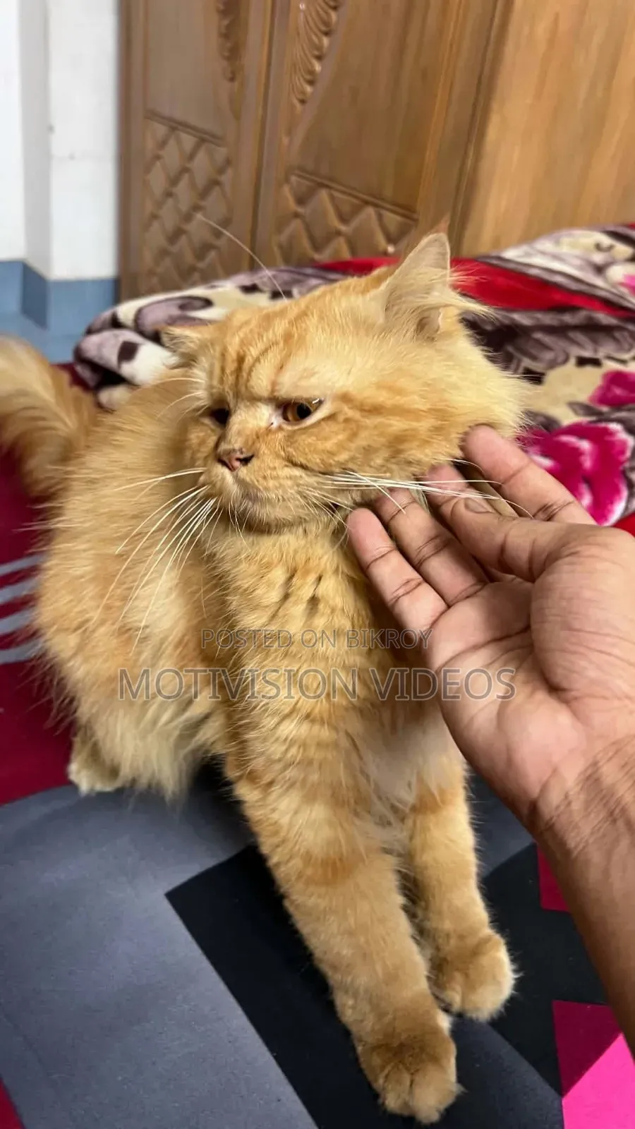 6-12 months Male Purebred Persian