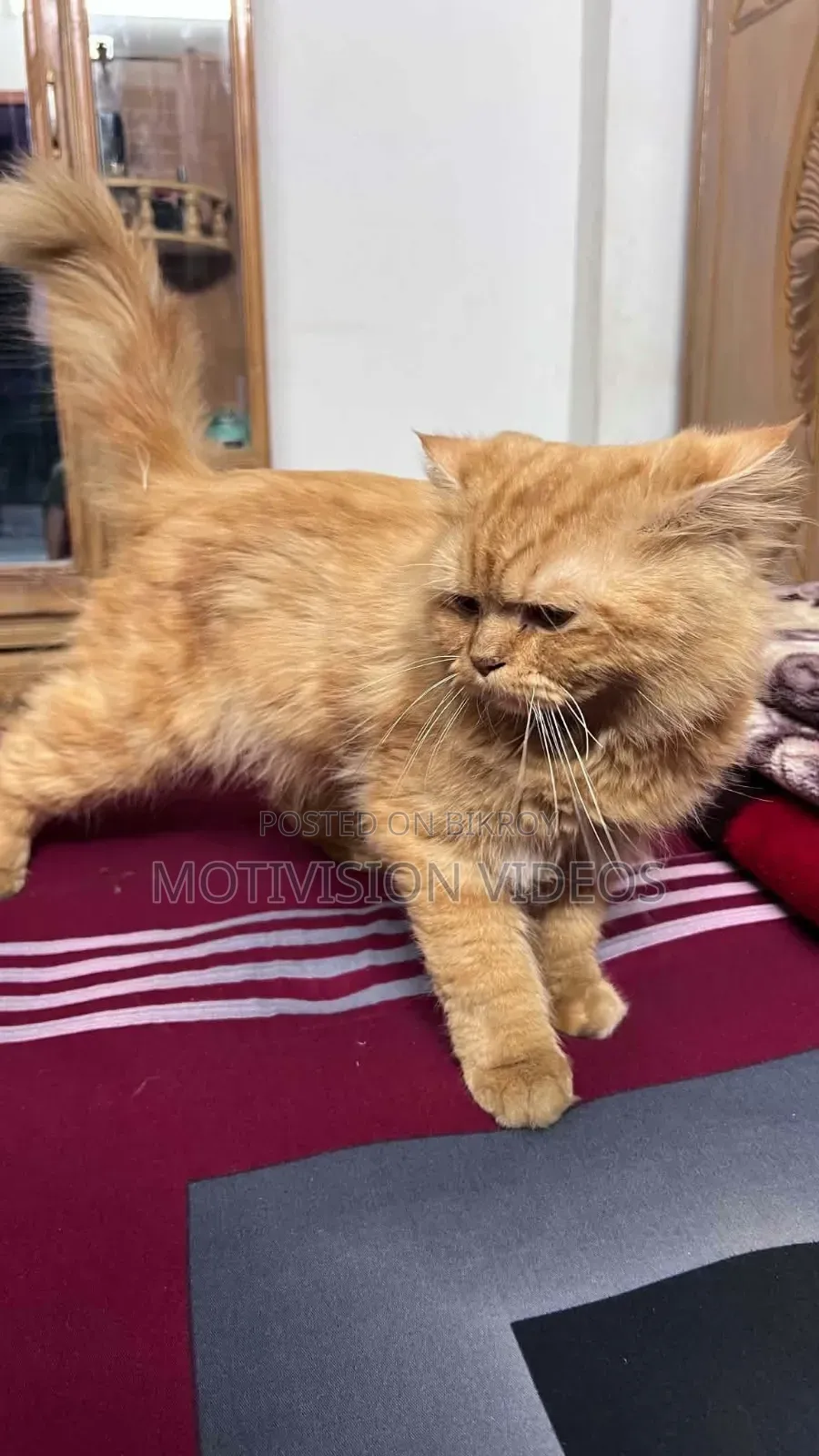 6-12 months Male Purebred Persian