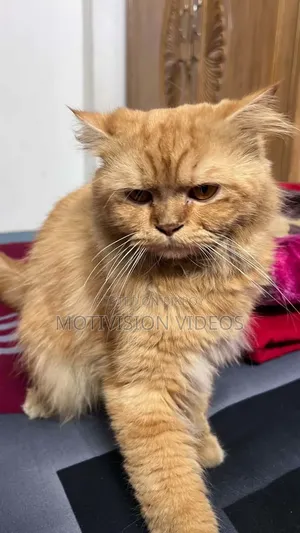 6-12 months Male Purebred Persian