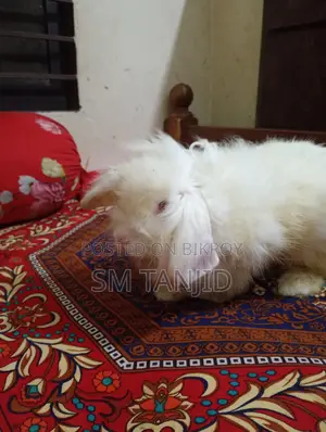 লায়নহেড লপ রেবিট