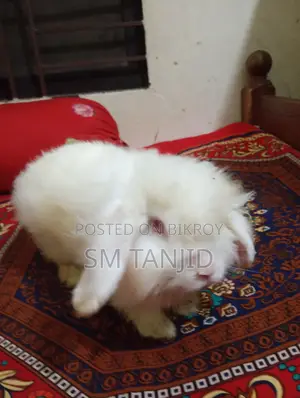লায়নহেড লপ রেবিট