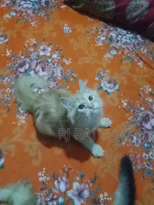 1-3 months Male Purebred Persian