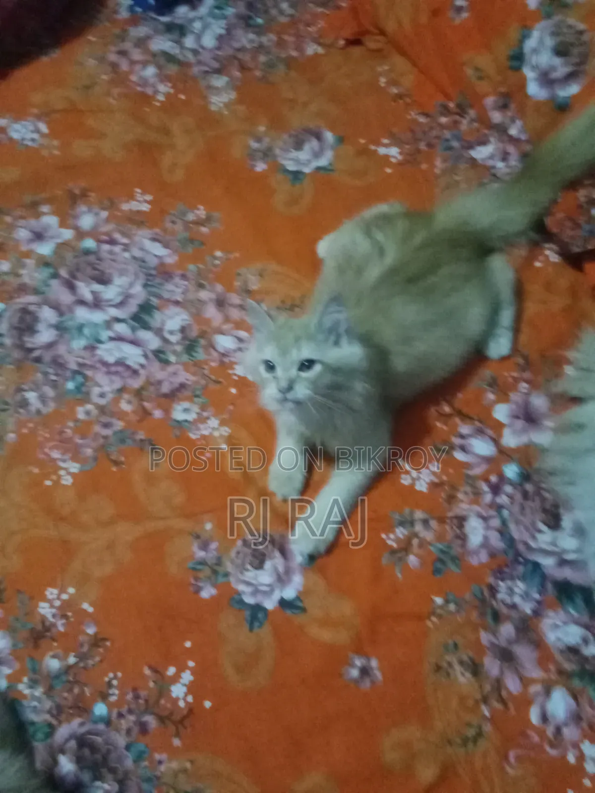 1-3 months Male Purebred Persian