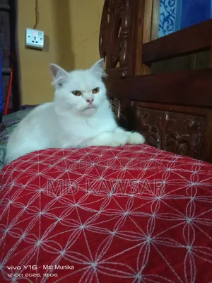 1+ year Female Purebred Persian