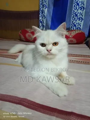1+ year Female Purebred Persian