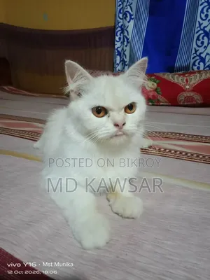 1+ year Female Purebred Persian