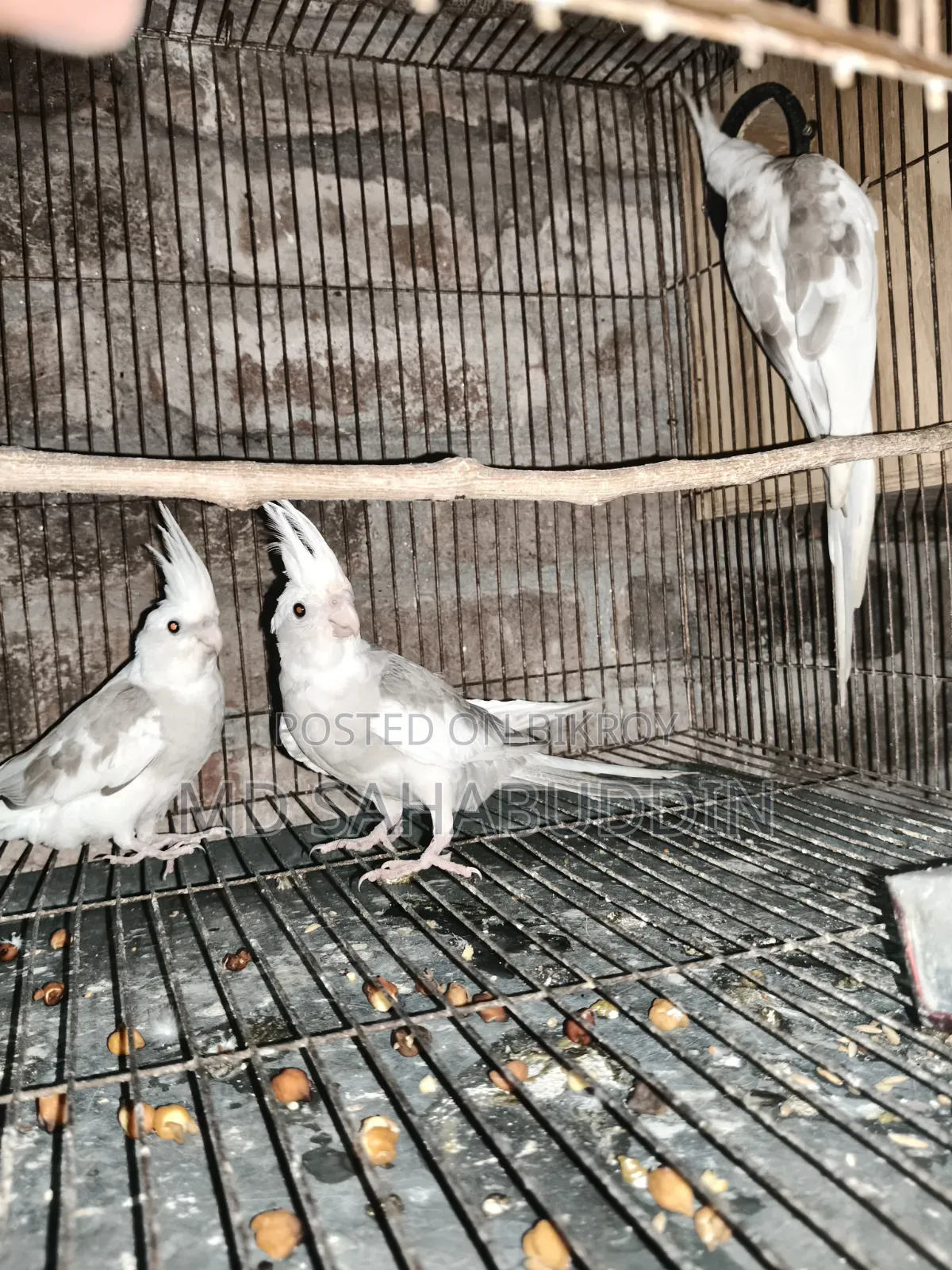 Cockatiel Bird