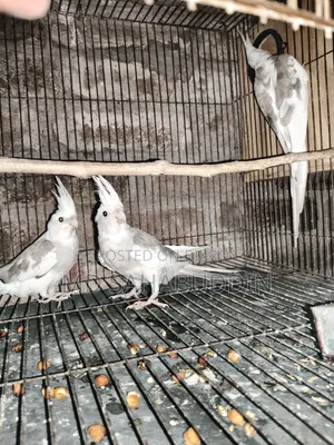 Cockatiel Bird