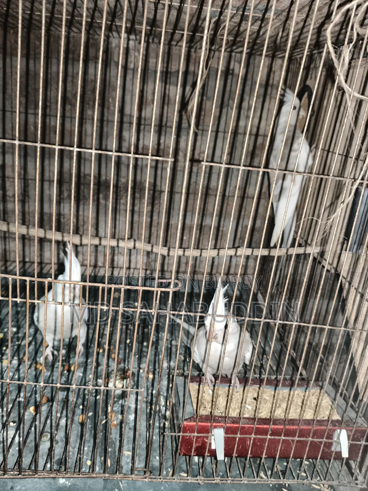Cockatiel Bird