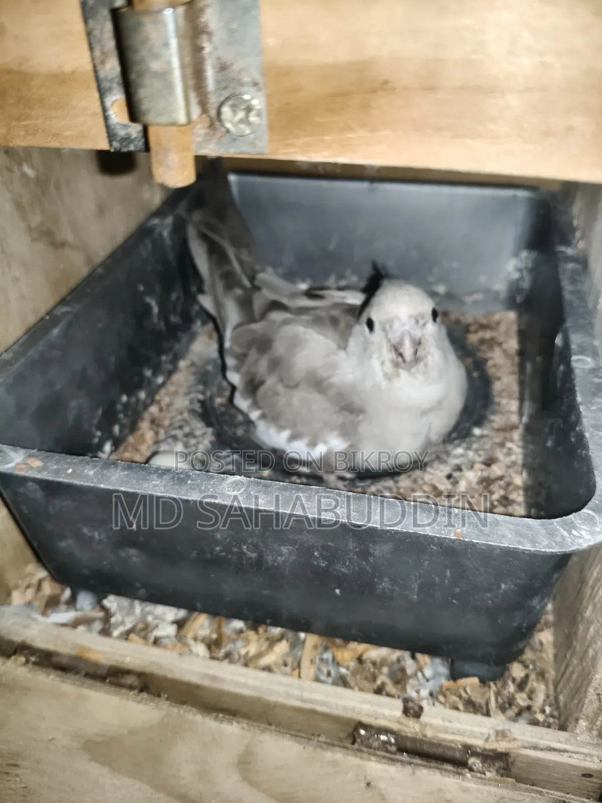 Cockatiel Bird