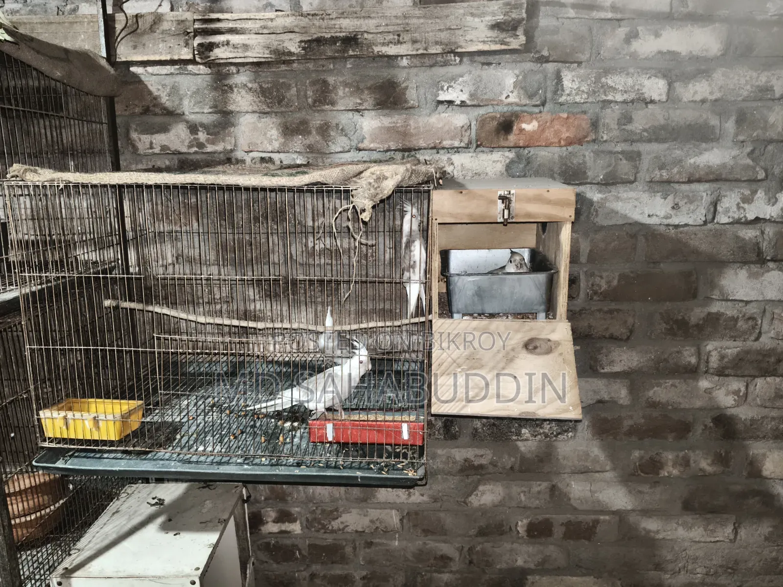 Cockatiel Bird