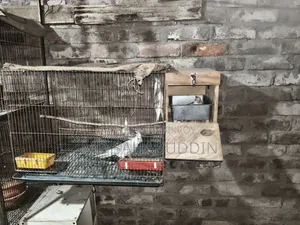 Cockatiel Bird