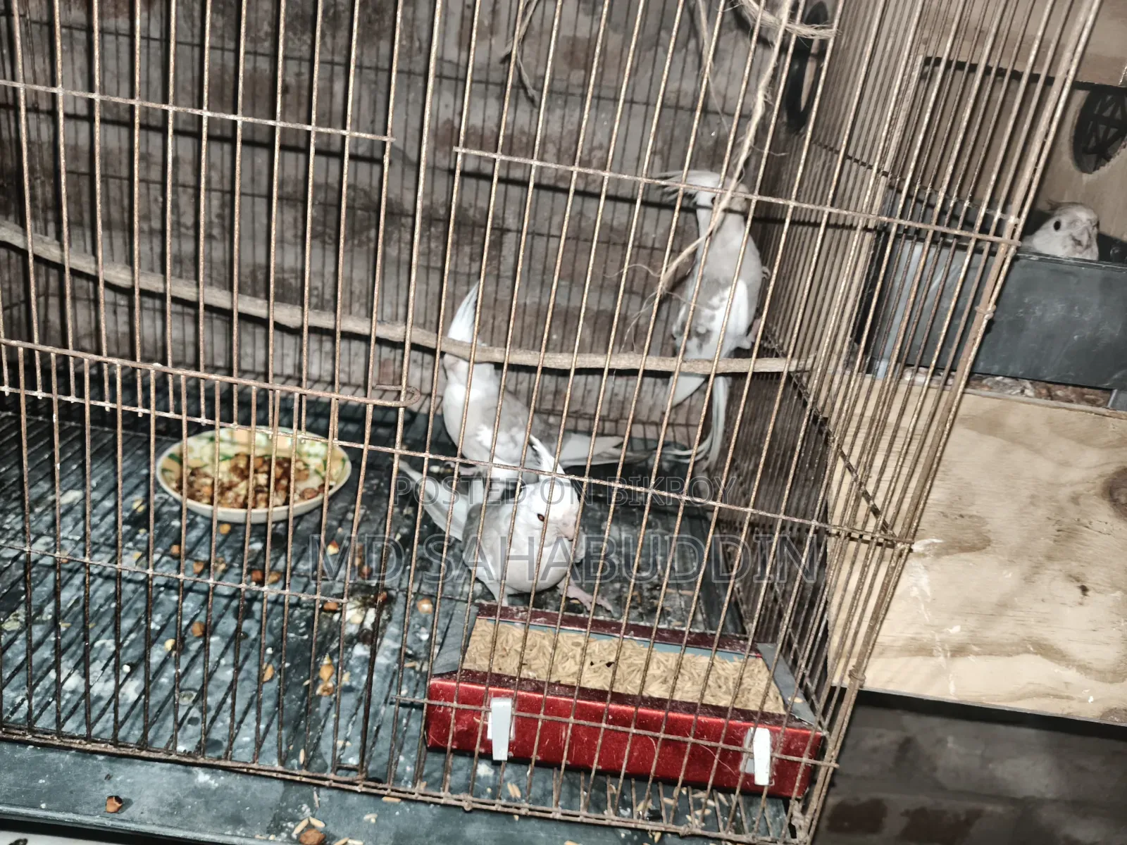 Cockatiel Bird