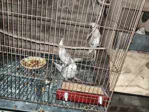 Cockatiel Bird