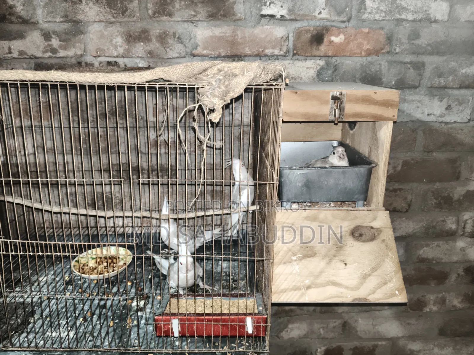 Cockatiel Bird